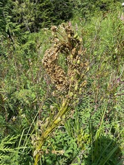 Xerophyllum tenax