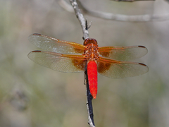Libellula croceipennis