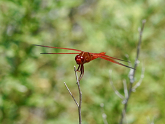 Libellula croceipennis