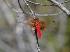 Libellula croceipennis