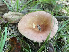 Russula fragilis