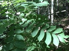 Juglans cinerea