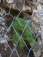 Hysterionica pinnatisecta