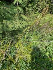 Xerophyllum tenax