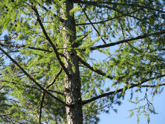 Larix sibirica