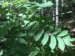 Juglans cinerea