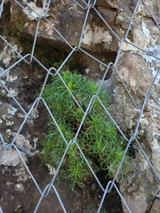 Hysterionica pinnatisecta