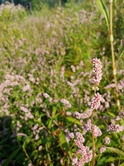Persicaria maculosa