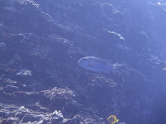 Monotaxis grandoculis