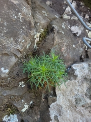 Hysterionica pinnatisecta
