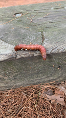 Eumorpha pandorus