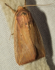 Leucania joannisi