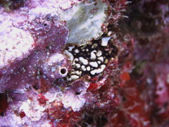 Leptoseris incrustans