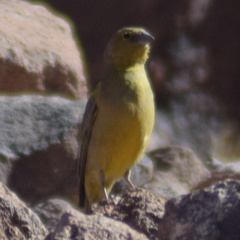Sicalis olivascens