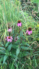 Echinacea purpurea
