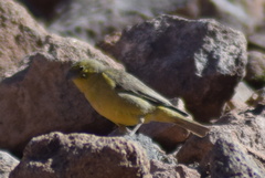 Sicalis olivascens