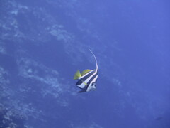 Heniochus diphreutes