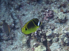 Chaetodon lunula