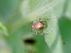 Aphis