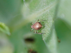 Aphis