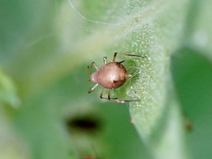 Aphis
