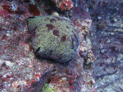 Culcita novaeguineae