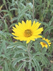 Helianthus pauciflorus