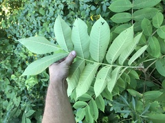 Juglans cinerea