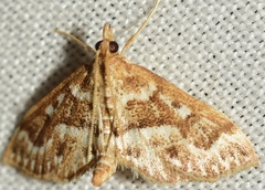 Achyra murcialis