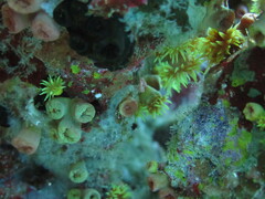 Tubastraea coccinea