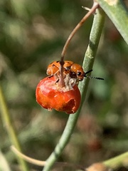 Crioceris duodecimpunctata