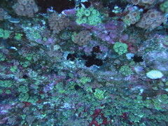 Tubastraea coccinea