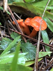 Cantharellus cinnabarinus
