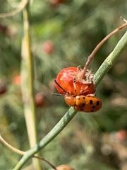 Crioceris duodecimpunctata