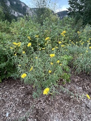 Helianthus pauciflorus