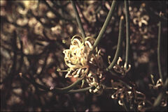 Hakea lissosperma