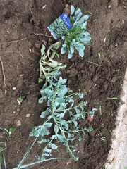 Mertensia maritima
