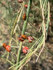 Crioceris duodecimpunctata