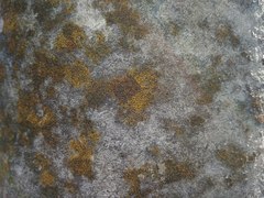 Lecanoromycetes