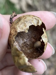 Amphibolips quercusinanis