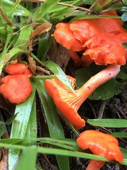 Cantharellus cinnabarinus