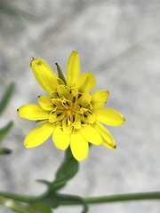 Tragopogon dubius