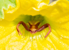 Misumenoides formosipes