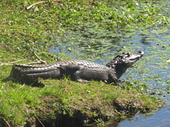 Caiman yacare