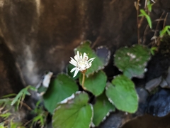 Chaptalia cordifolia