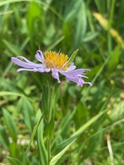 Symphyotrichum subspicatum