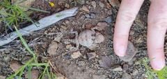 Phrynosoma hernandesi