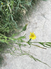Tragopogon dubius