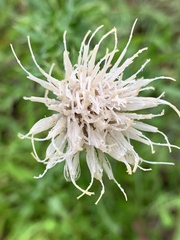 Cirsium nuttallii