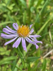 Symphyotrichum subspicatum